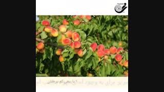 چرا درختان میوه تان بار کمی میدهند