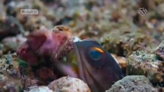 مستند تپه دلفین ها