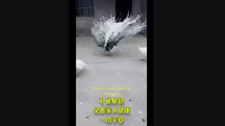 مرضیه ... طاووس
