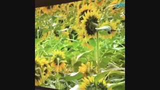 تست ویدئو پروژکتور استوک NEC  M282X