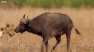 برترین لحظات شکار - مستند حیات وحش