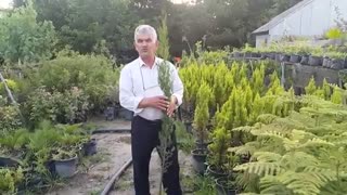 سرو شیراز - از روش تکثیر تا نگهداری