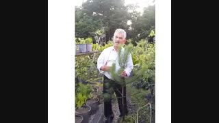 کاج سیاه - روش تکثیر و نگهداری آن