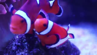 تخم گذاری دلقک ماهیان زیبای دریایی: