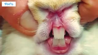 ده نکته در مورد نگهداری خرگوش که قبل از آوردنش به خونه باید بدونیم