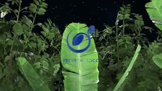 پروژه اماده پریمیر لوگو گیاهان جنگل گرمسیر Logo tropical plants