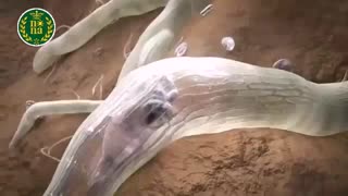 نماتد جز آفات مهم در صنعت کشاورزی