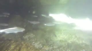 سفیدماهی (European whitefish)