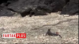 تلاش همه جانبه ایگوانا برای رهایی از محاصره مارها