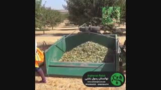 برداشت بادام از نهالستان