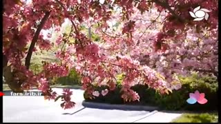 ترانه عطرخاطره باصدای"آقای علی زندوکیلی"_شیراز