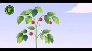 نقش  عنصر روی در گیاهان