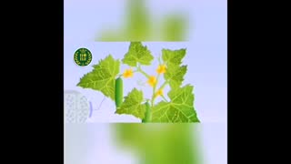 نقش عنصر منیزیم در گیاه- ترمه سبز طبیعت