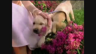 عطر و  ادکلن استی لودر پلیژرز زنانه Estee Lauder Pleasures - خوش آرا