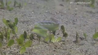 ماهی بلنی یال‌اسبی (Hairtail blenny)