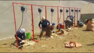 پشم چینی صنعتی گوسفندان در استان فارس/اخبار مرکز اصلاح نژاد، بهداشت و خدمات دامپزشکی دکتر گلابگیران