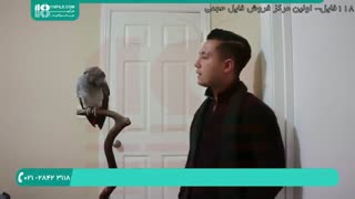 نگهداری و آموزش حرف زدن طوطی کاسکو