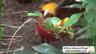 تخم نطفه دار طوطی