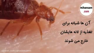 چگونه ساس ها را از بین ببریم؟ | قوی ترین سم ساس