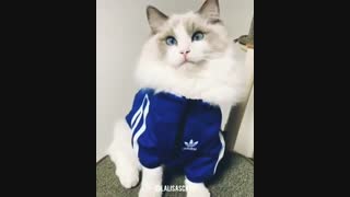 چقدر شبیه رزیه