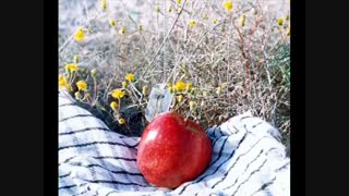 نوحه چنگ دل آهنگ دلکش می زند (نسخه قدیم)