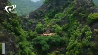 حقایقی جالب در مورد کشور ویتنام | دکتر فاضل فیروزی