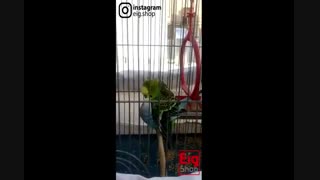 ویدئو جفت گیری مرغ عشق +18