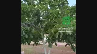 باردهی گردو چندلر پیوندی در سال ششم