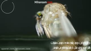 تفاوت پشه های نر و ماده - ریشه کن کردن پشه با سم قوی