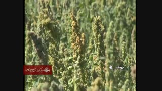 پرورش گیاه کینوا(خاویار گیاهی)