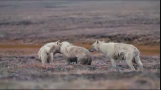 پادشاهی گرگ سفید 3