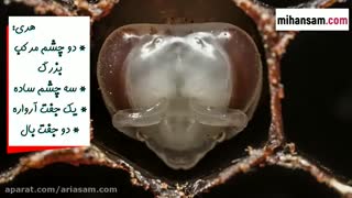 رازهایی در مورد زنبورهای وحشی | سم قوی برای دفع زنبورها