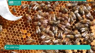 نحوه پرورش زنبور عسل و آشنایی با ویژگی های ملکه