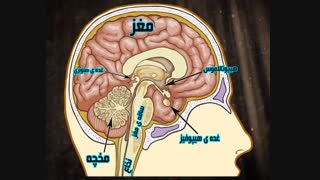 جامعه ی رشیده