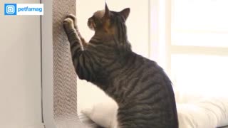 اسکرچر برای گربه و جلوگیری از خراشیدن مبل و وسایل با ارزش