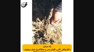 بیماری فیتوفترا