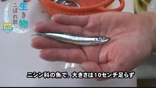 ماهی خمسی لاغر (Silver-stripe round herring)