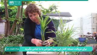 نحوه قلمه زدن گیاه آپارتمانی ( پاپیروس ) برای تکثیر