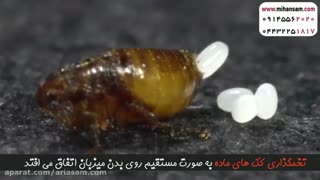 نحوه تولید مثل و تخمگذاری کک ها | سم قوی برای ریشه کنی کک