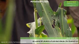 تغذیه ملخ بیابانی - سم قوی برای کشتن ملخ