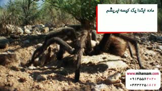 تولید مثل رتیل ها چگونه است؟ | سم قوی برای کشتن رتیل ها