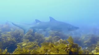 ببرکوسه شنی (Sand tiger shark)