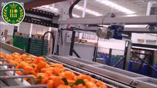 از تولید تا مصرف - مزرعه مکانیزه فلفل دلمه ای