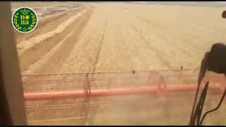 برداشت گندم با کمباین از نگاهی دیگر