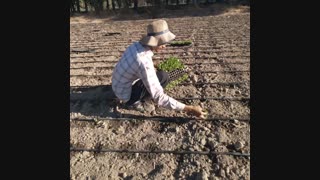 دستگاه نشاکار