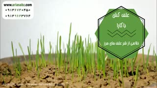 سم علف کش باکارا اصل بایر | Bacara