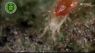 کنه تار عنکبوتی چیست؟