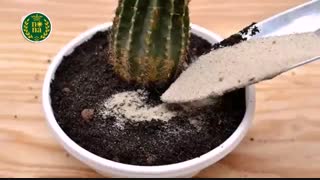 راه های از بین بردن پشه های گلدان