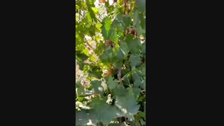 باردهی سال دوم انگور ردگلوب - نهالستان ارغوان