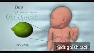 اندازه گیری حجم معده نوزاد
